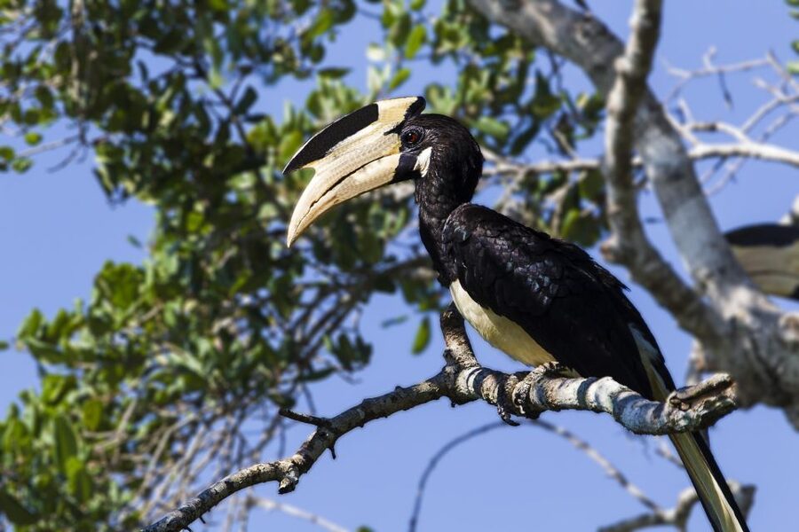 From Colombo: Udawalawa Safari & Elephant Transit Home Tour - Who Should Book This Safari and Transit Home Tour