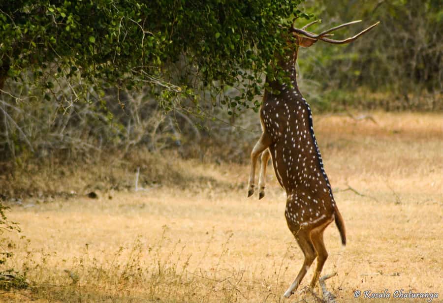 From Colombo : Yala National Park Safari With Tickets - Quick takeaways
