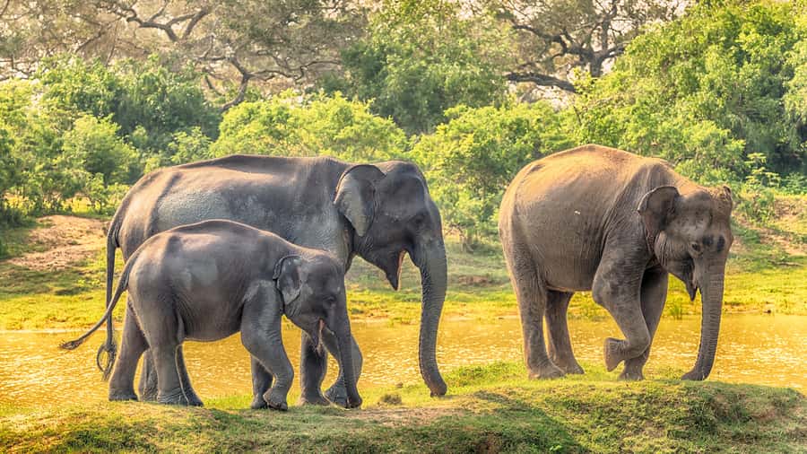 From Colombo : Yala National Park Safari With Tickets - Practical tips that help you actually enjoy the safari