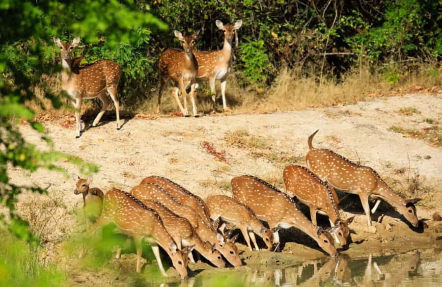 From Colombo : Yala National Park Safari With Tickets - Yala National Park safari is a real Colombo day trip