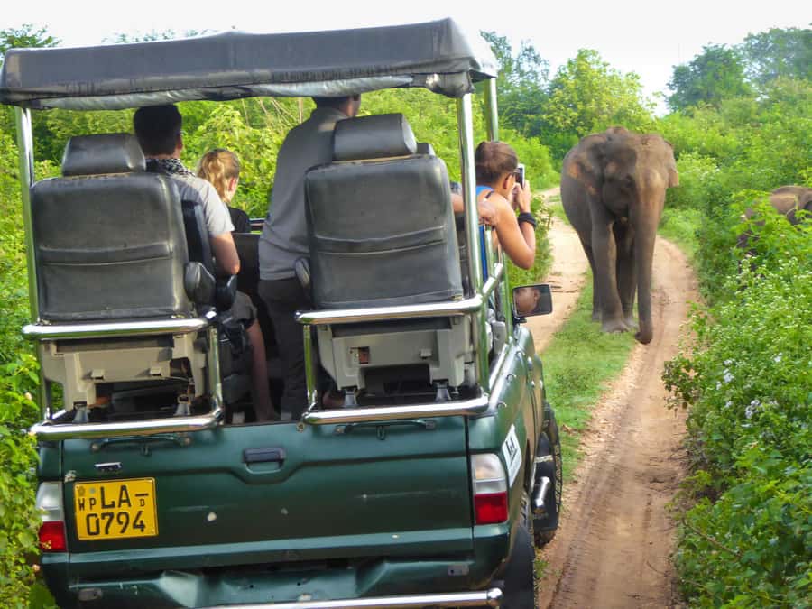 From Colombo : Yala National Park Safari With Tickets - Why Block II versus Block I can change your entire day