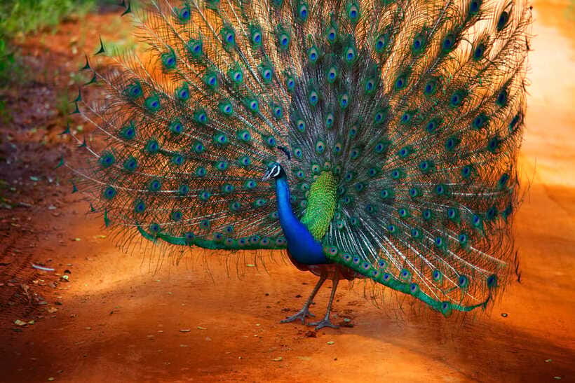 From Colombo : Yala National Park Safari With Tickets - The jeep safari experience, comfort plus real-time spotting