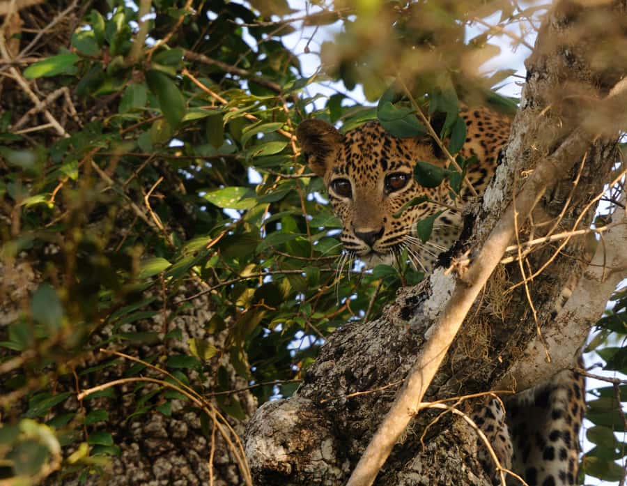 From Colombo : Yala National Park Safari With Tickets - The human factor, and why punctuality is not a small detail
