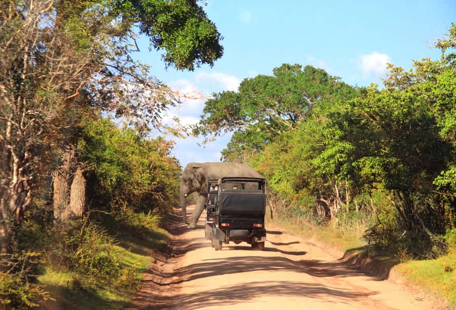 From Colombo : Yala National Park Safari With Tickets - Tickets and gate reality, ask one simple question upfront