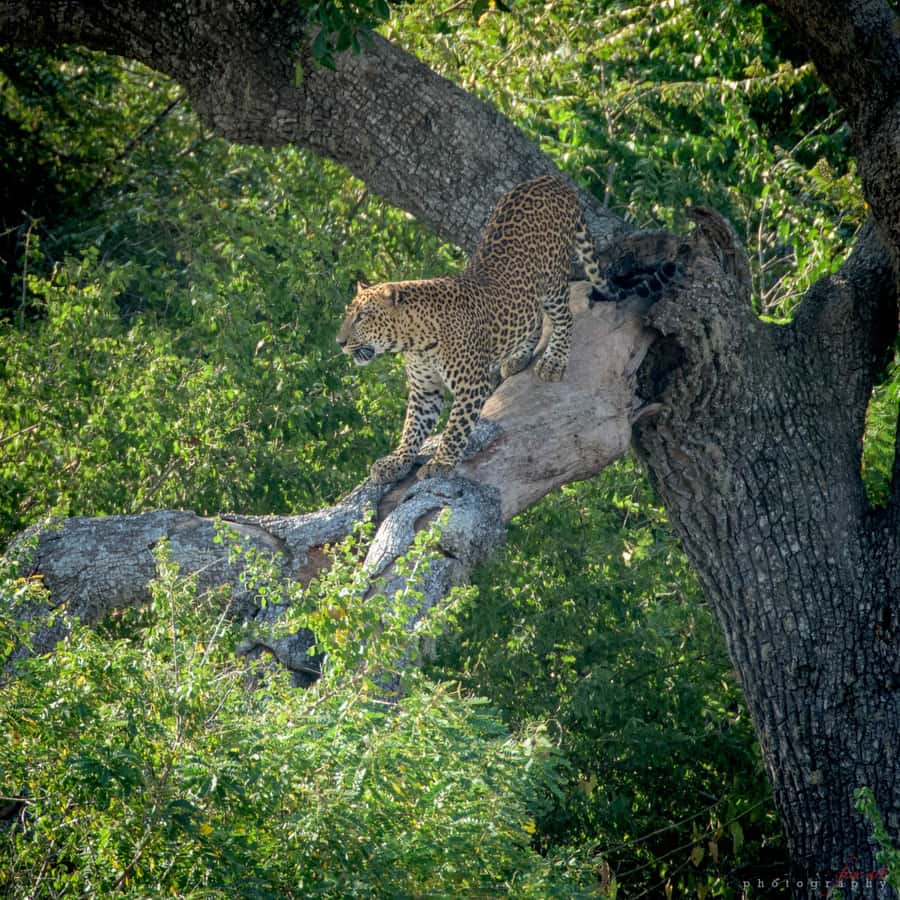 From Colombo : Yala National Park Safari With Tickets - Morning at 6:30am or afternoon around 1:00pm, your best wildlife math