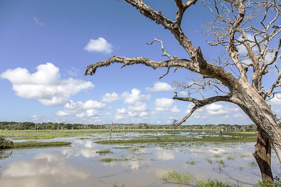 From Colombo: Yala National Park Safari with Transfer - The Birds and Butterflies Angle You Should Not Skip