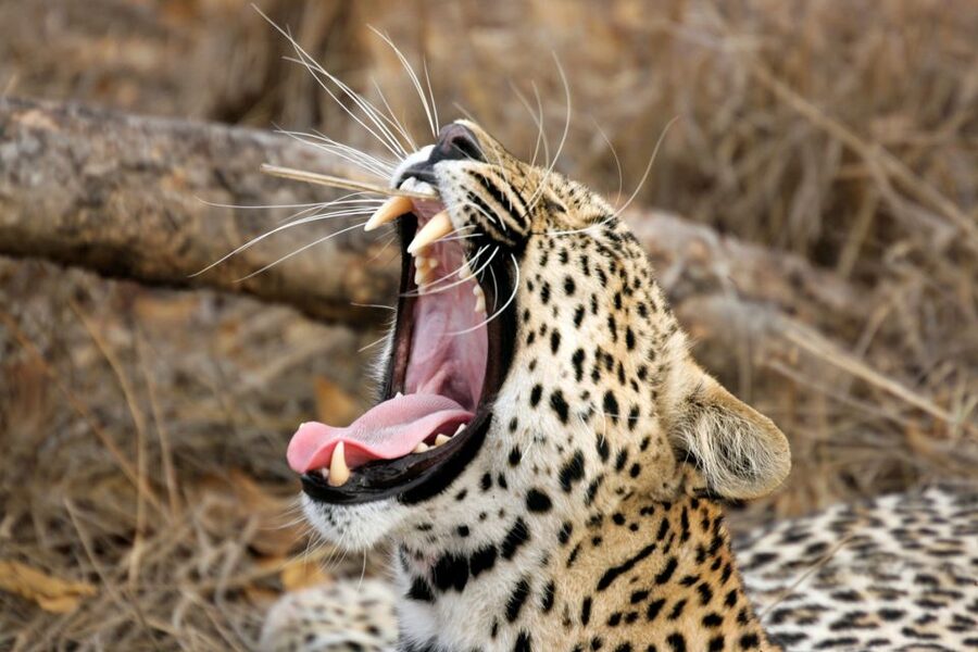 From Colombo: Yala National Park Safari with Transfer - Timing, Routing, and the Value of a Built-Day Plan