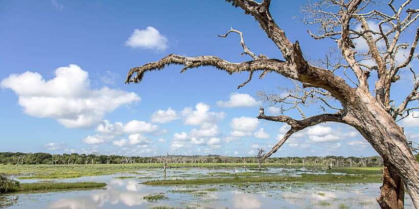 From Colombo: Yala National Park Safari with Transfer - Practical Tips That Improve Your Chances