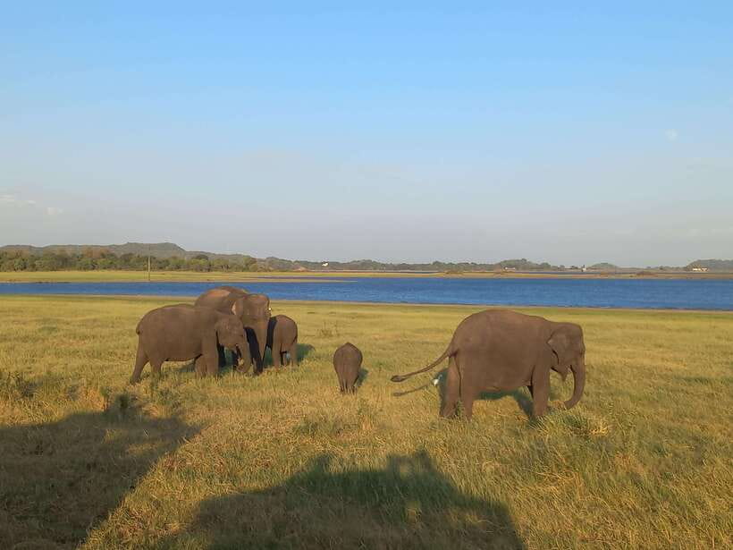 From Dambulla: Minneriya National Park wild Jeep Safari - Key takeaways before you go