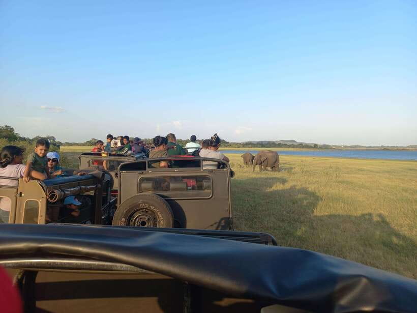 From Dambulla: Minneriya National Park wild Jeep Safari - Entering Minneriya from Dambulla: a focused 4-hour plan