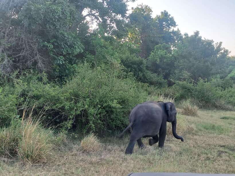 From Dambulla: Minneriya National Park wild Jeep Safari - Wildlife spotting in Minneriya: what you can realistically look for