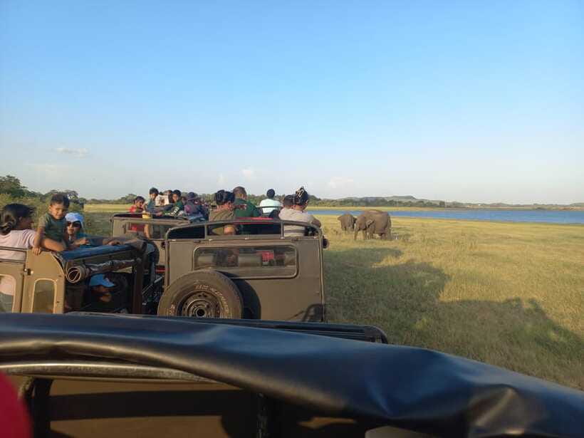 From Dambulla: Minneriya National Park wild Jeep Safari - Elephants plus a guided eye: the difference between seeing and understanding