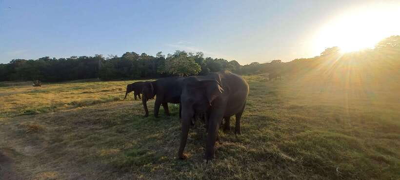 From Dambulla: Minneriya National Park wild Jeep Safari - Minneriya Lake and the Dam: calm scenery that balances the jeep hours