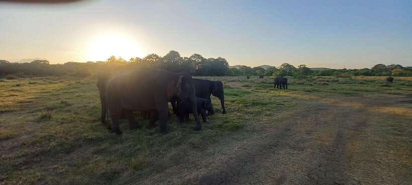 From Dambulla: Minneriya National Park wild Jeep Safari - What it feels like day to day: organization, friendliness, and weather changes