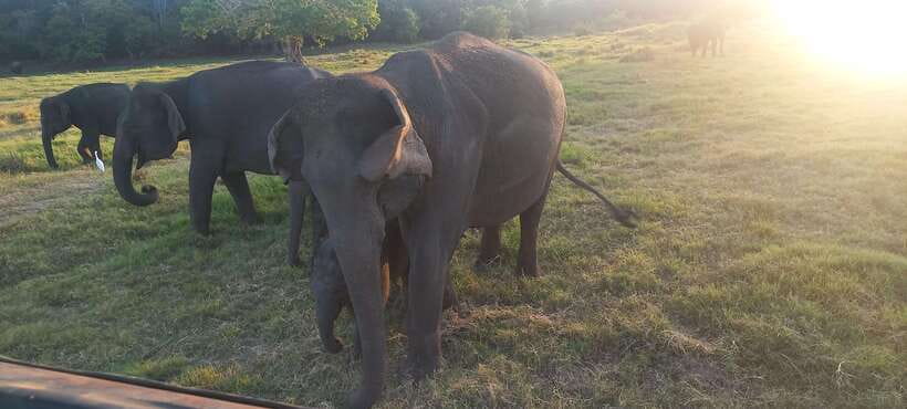 From Dambulla: Minneriya National Park wild Jeep Safari - What to bring for a Minneriya jeep safari (and what to skip)