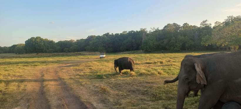 From Dambulla: Minneriya National Park wild Jeep Safari - How to choose this safari: who it suits best
