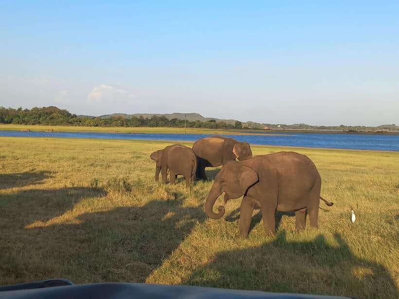 From Dambulla: Minneriya National Park wild Jeep Safari - How the jeep safari timing works once you reach the park