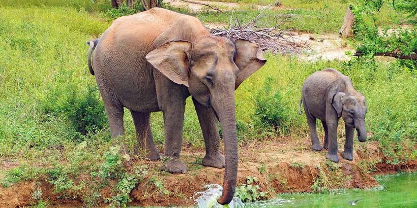 From Ella: All Inclusive Udawalawe National Park Safari - The Day’s Flow: Pickup, Park Entry, and the Photo Stop Moment