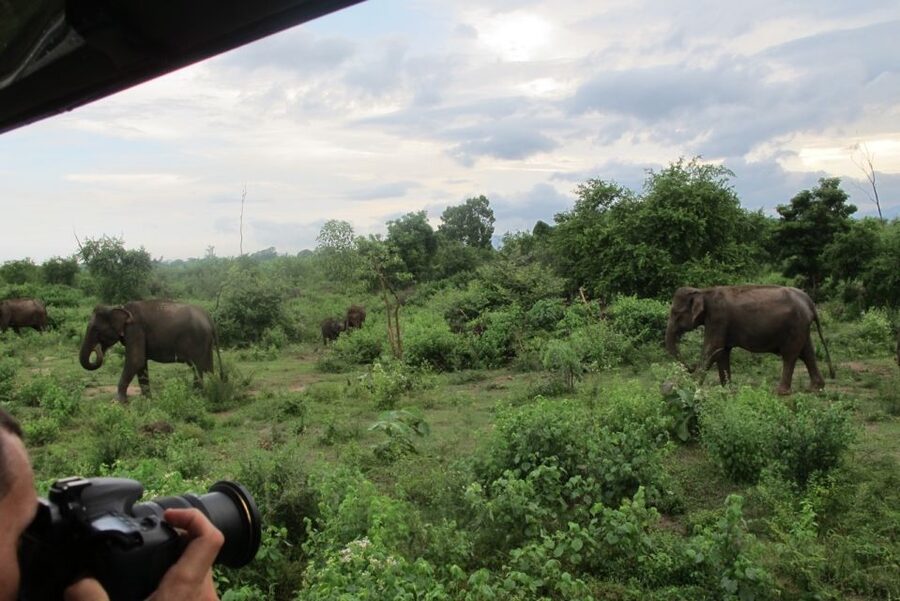 From Ella: All Inclusive Udawalawe National Park Safari - What Makes This Udawalawe Safari Feel Local, Not Just Touristic
