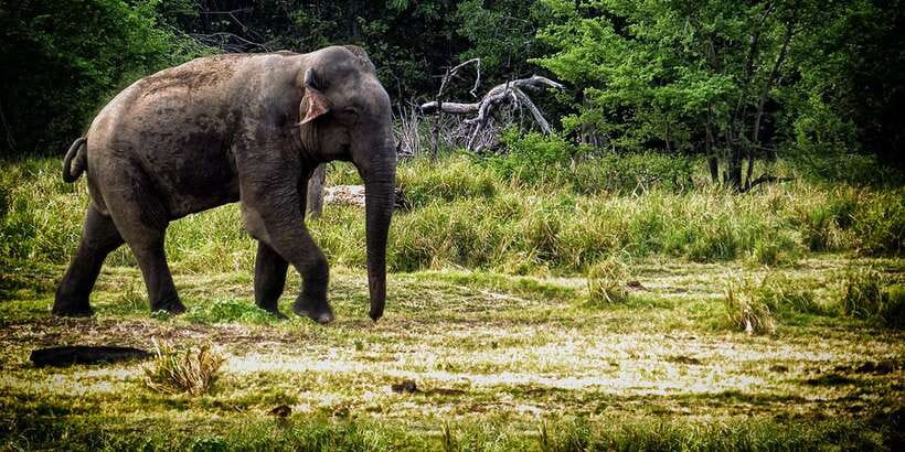 From Ella: All Inclusive Udawalawe National Park Safari - What a Private Jeep Adds to Your Udawalawe Safari