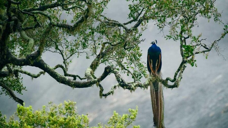 From Ella: Drop to Tangalle/Hiriketiya/Mirissa & Yala Safari - Key Highlights Worth Packing Into Your Plans