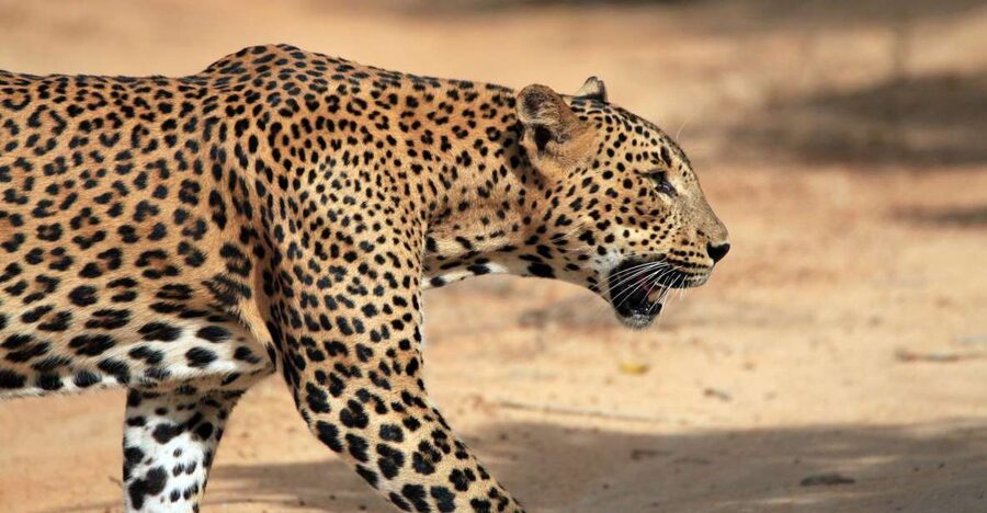 From Ella: Drop to Tangalle/Hiriketiya/Mirissa & Yala Safari - Yala National Park Safari: How the Jeep Safari Changes Your Chances