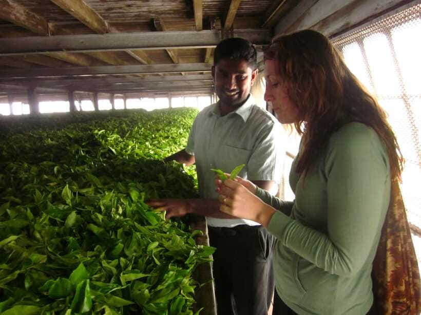 From Ella: Lipton Seat & Dambatenne Tea Factory Day Tour - FAQ