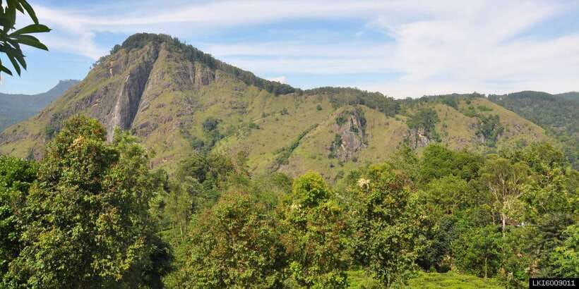 From Ella: Little Adam’s Peak and Nine Arches Bridge Hiking - Little Adam’s Peak: the short climb that hits hard at 1141 m