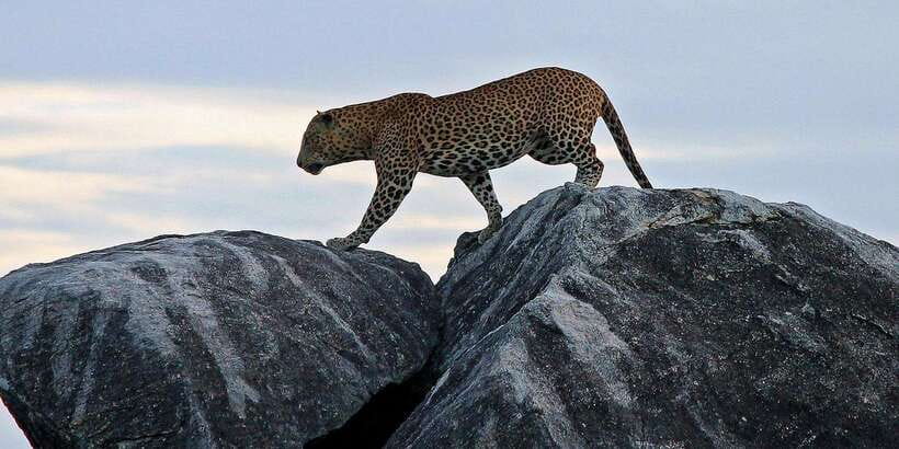 From Ella: Shuttle to Down South Any Location w Yala Safari - Your guide and spotting style, why names keep popping up