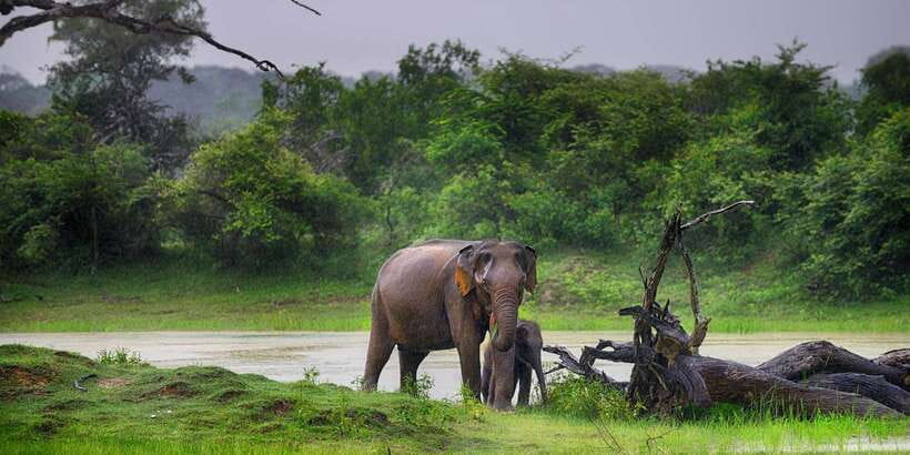 From Ella: Shuttle to Tangalle/Hiriketiya w Udawalawe Safari - The Udawalawe Safari Jeep Experience