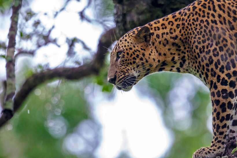 From Ella: Shuttle to Tangalle/Hiriketiya with Yala Safari - Should You Book the Ella to Tangalle/Hiriketiya Shuttle With Yala Safari?
