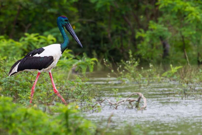 From Ella: Shuttle to Tangalle/Hiriketiya with Yala Safari - Park Entry Fees and the Real Cost of Your Day in Yala