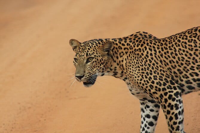 From Ella:Shuttle to Tangalle/Mirissa/Galle with Yala Safari Tour - Key things to know before you go