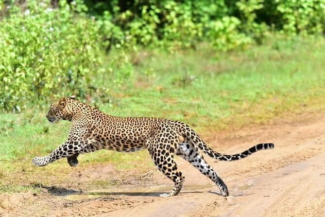 From Ella:Shuttle to Tangalle/Mirissa/Galle with Yala Safari Tour - The snag to watch: pickup and timing communication