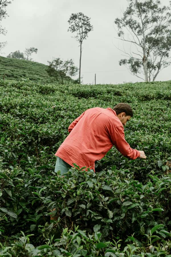 From Ella: Tea Adventure in Haputale with Village Lunch - Tea Plantation Tour in Haputale: Bush to Brew, Without the Guesswork