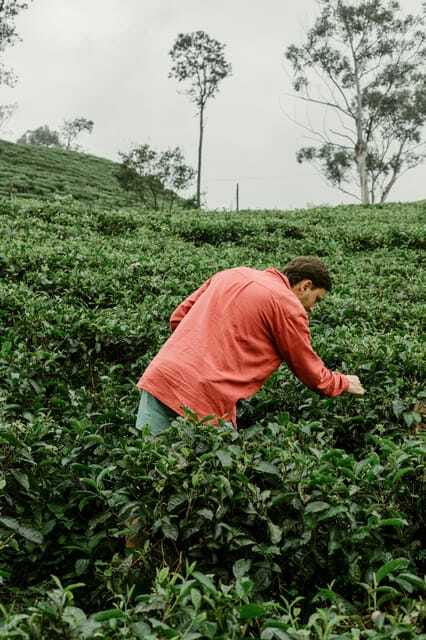 From Ella: Tea Adventure in Haputale with Village Lunch - Village Lunch in the Tea Hills: Local Ingredients, Real Comfort