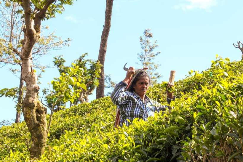 From Ella: Tea Adventure in Haputale with Village Lunch - Price and Value: Is $60 Worth It?