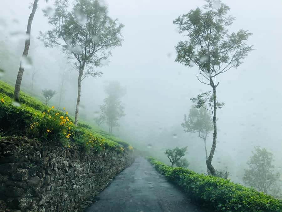 From Ella: Tea Adventure in Haputale with Village Lunch - Two Tuk Tuk Rides and Smart Pickup Points for a 5-Hour Day