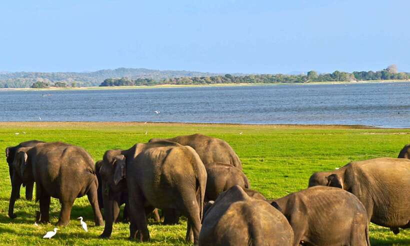 From Ella: Udawalawa Safari and Tangalle/Hiriketiya Transfer - Price and value: why around $48 can make sense