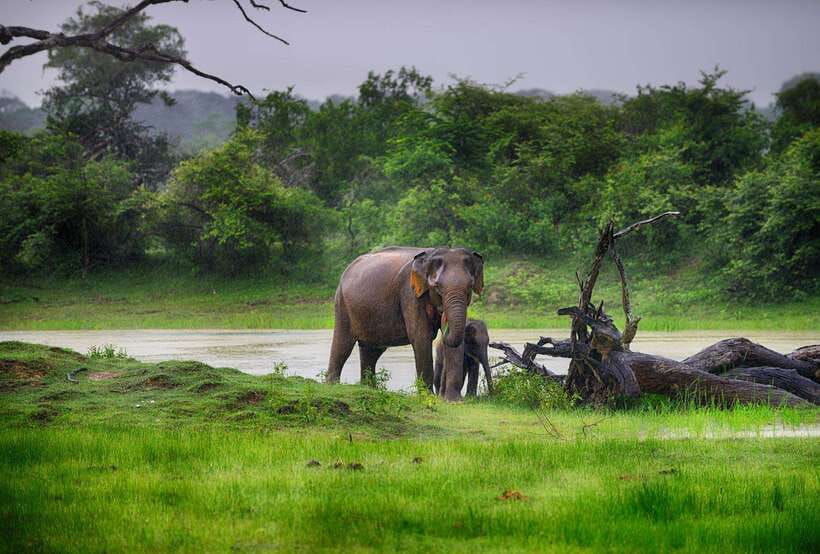 From Ella: Udawalawa Safari and Tangalle/Hiriketiya Transfer - Who should book this safari-transfer?