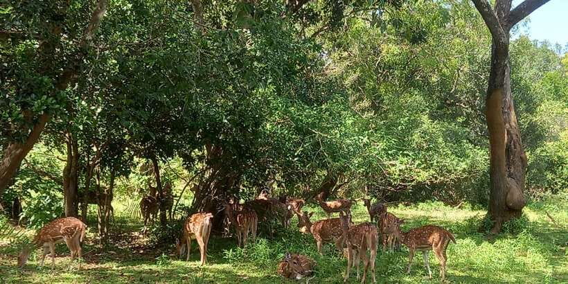 From Ella: Udawalawe National Park Safari Tour - Key highlights