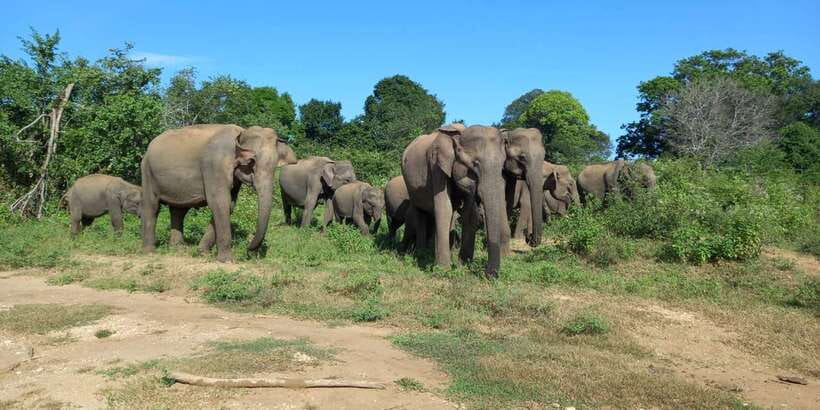 From Ella: Udawalawe National Park Safari Tour - Udawalawe Wildlife From Ella: What This 6 Hour Safari Really Covers