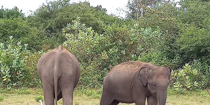 From Ella: Udawalawe National Park Safari Tour - What You Can Spot in Udawalawe: Elephants, Crocs, Birds, and More