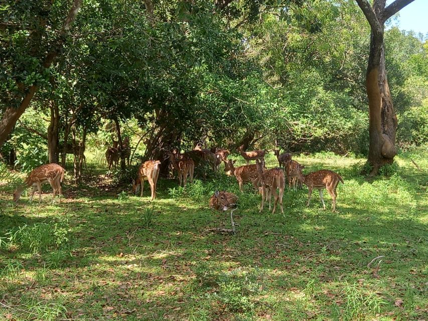 From Ella: Udawalawe National Park Safari Tour - Who This Safari Is Best For
