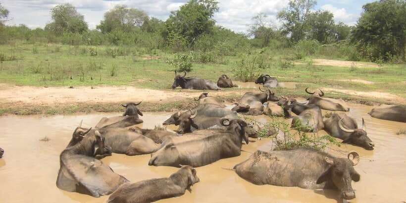 From Ella: Udawalawe Safari with Elephant Transit Home - Ella to Udawalawe, a long day with real wildlife time