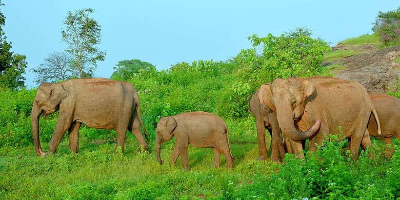 From Ella: Udawalawe Safari with Elephant Transit Home - What’s included, what you’ll pay separately