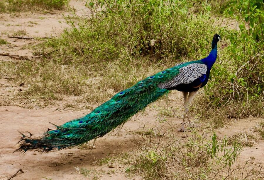 From Ella: Udawalawe Safari with Elephant Transit Home - Price and value for a 10-hour Ella to Udawalawe day