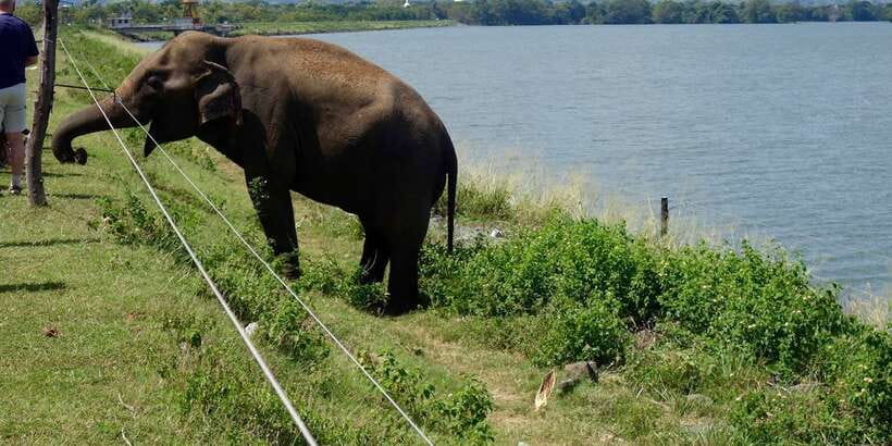 From Ella: Udawalawe Safari with Elephant Transit Home - What to bring for comfort on safari days