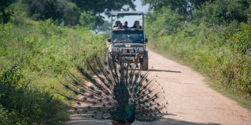 From Ella: Udawalawe Safari with Elephant Transit Home - 9:00 AM pickup and the 5-hour transfer you should plan for