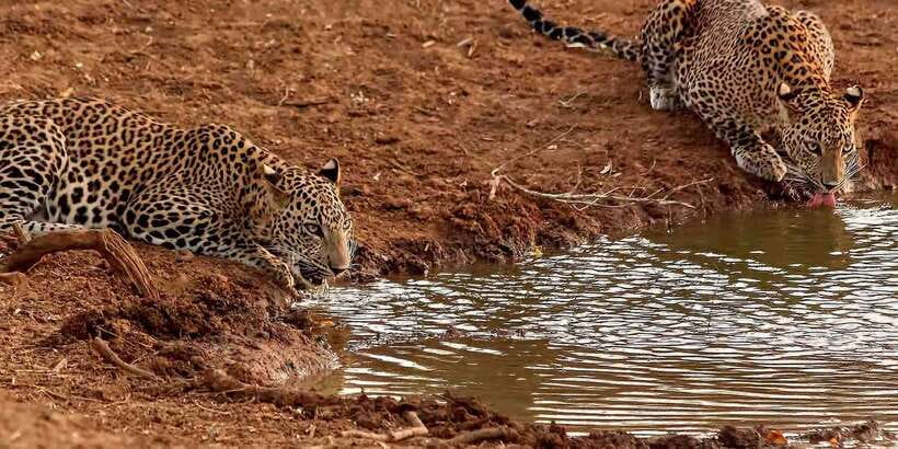 From Ella: Yala National Park Jeep Safari Tour - Key things to know before you go